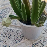 گل خانگی|گل و گیاه طبیعی|سنندج, |دیوار