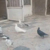 کبوتر یا کفتر|پرنده|قم, نیروگاه|دیوار