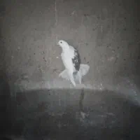 نروماده|پرنده|محلات, |دیوار