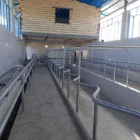 فریم شیردوشی گاو