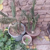 گل گیاهی شاداب