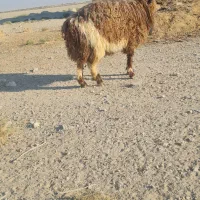 بره نر|حیوانات مزرعه|مرودشت, دولت آباد|دیوار