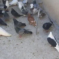 کبوتر|پرنده|رباط‌کریم, الارد|دیوار