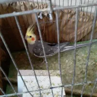 دو عدد عروس هلندی|پرنده|شاهین دژ, |دیوار