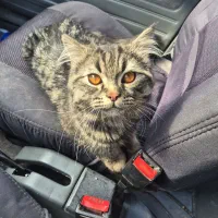 گربه پرشین ماده