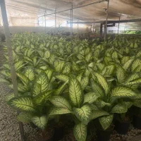 گل اپارتمانی دیفن باخیا|گل و گیاه طبیعی|محلات, |دیوار