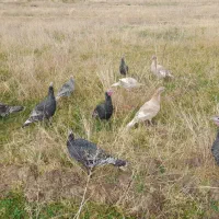 بوقلمون|حیوانات مزرعه|اشترینان, |دیوار