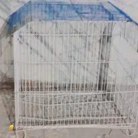 سه مرغ عشق با قفس