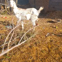 سلام گیسه  با دو کهره|حیوانات مزرعه|کرمان, |دیوار