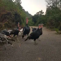 تخم بوقلمون برنز|حیوانات مزرعه|لنگرود, |دیوار