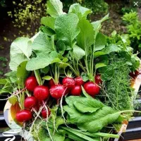 پاک کردن سبزی کیلویی 30 تومن