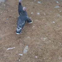 دوعدد بوقلمون نر|حیوانات مزرعه|بناب, |دیوار