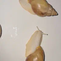 حلزون آچاتینا