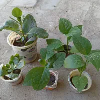 گل وگیاه|گل و گیاه طبیعی|کنارک, |دیوار