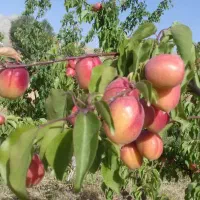 باغ میوه