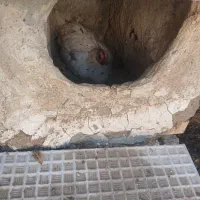 سه عددمرغ کرک