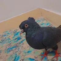 کفتر|پرنده|داراب, |دیوار