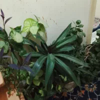 گل اپارتمانی|گل و گیاه طبیعی|کرمانشاه, |دیوار