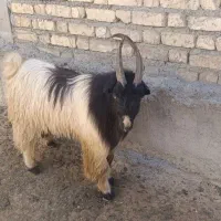 دوبره شاخ ضربدری