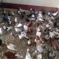 کبوتر|پرنده|اهواز, دغاغله|دیوار