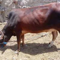 دو گاو جوان فروشی