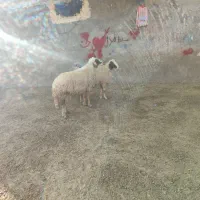 دورس قوچ سنجابی اصیل|حیوانات مزرعه|بروجرد, |دیوار