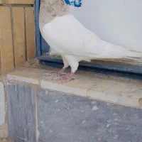 سه تا کبوتر درجه یک