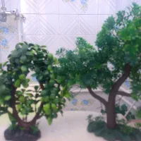 هفت عدد گیاه آکواریومی یک ماه استفاده شده|ماهی|رشت, بلوار گیلان|دیوار