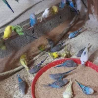 مرغ عشق جوجه|پرنده|قم, یزدان‌شهر|دیوار