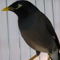 مرغ مینا سخنگو ۲۰ کلام