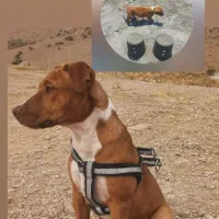 پبتبول|سگ|جاجرود, |دیوار