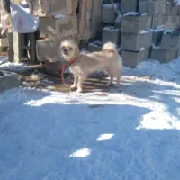 پاکوتا ماده|سگ|باسمنج, |دیوار