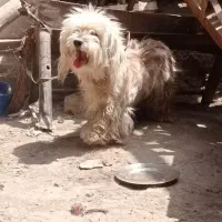 سگ پاکوتاه