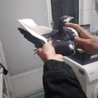 کفتر چادری|حیوانات|بومهن, |دیوار