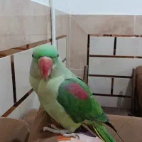 شاه طوطی
