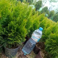 تویا آمریکایی