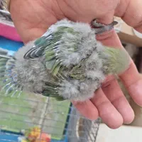 کوتوله سرلاکی