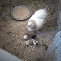 مرغ مادر برهما لایت باجوجه