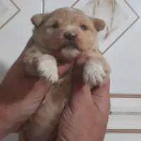 پودل کراس ماده|سگ|تهران, باغ خزانه|دیوار