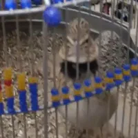 سهره قازلاغ