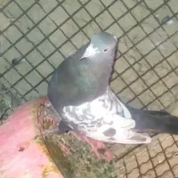 کبوتر نر سینه ماده قره