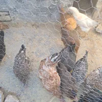 مرغ بومی تخم گذار فقط ۳۵۰ تومن