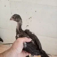 جوجه لاری