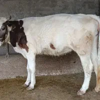 قربانی نزاییده اوله هر سهم 34 تومن 3 نفر خالی