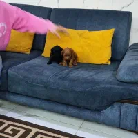 واگذاری توله سگ خانگی پودل فرفری