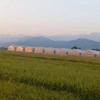 فروش مجموعه گلخانه ای ۵۰۰۰ متری در شیرج محله بزرگ