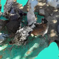 مرغ و خروس محلی