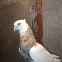 یک جفت طوقی ناب