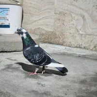 کبوتر پلاکی ذاتدار