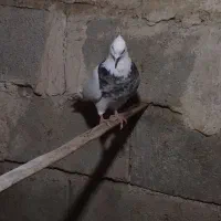 کبوتر طوقی